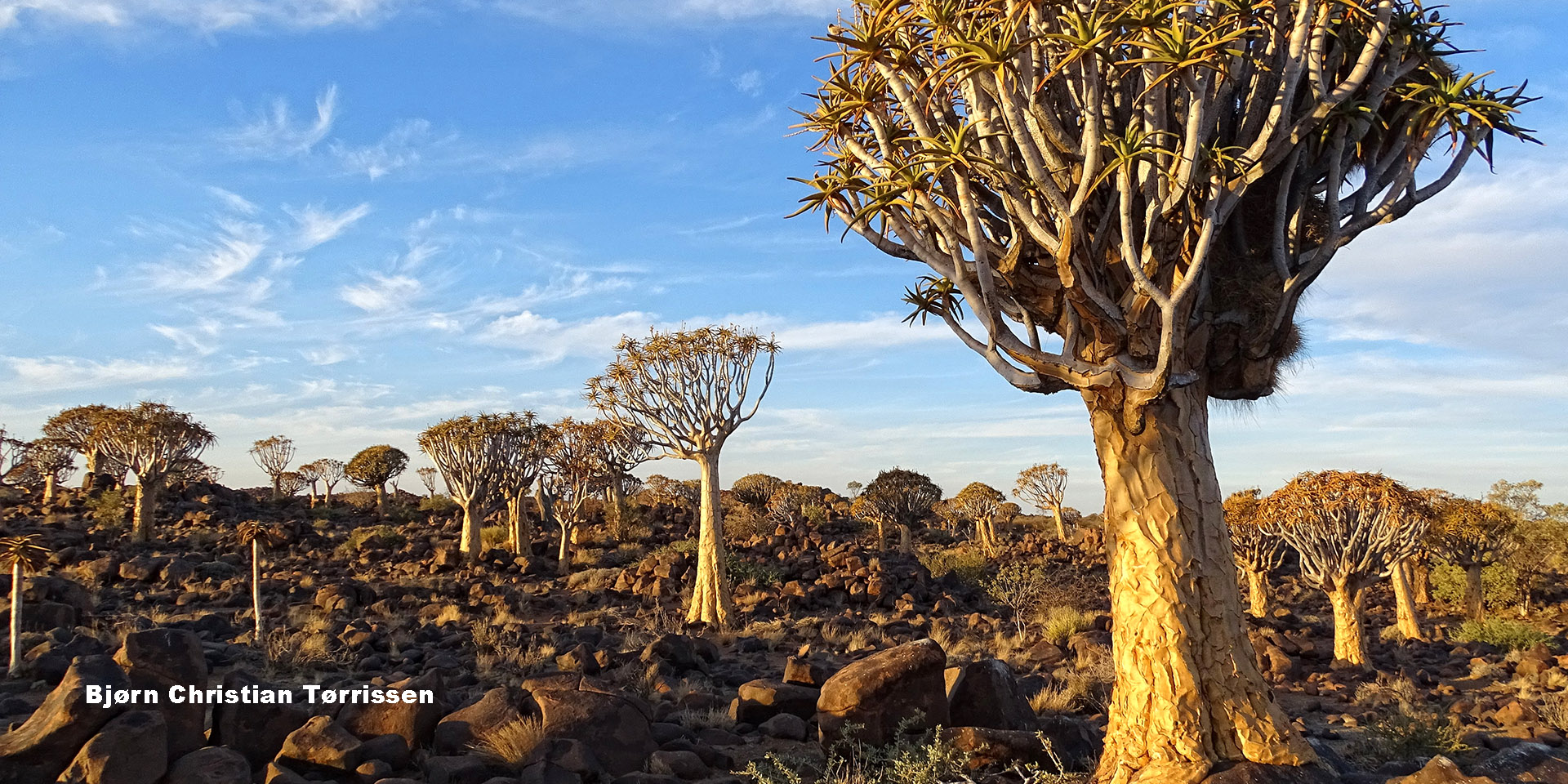 Quiver Tree Forest, Namibia